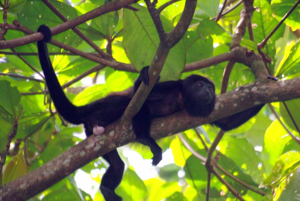 La Kukula Lodge Puerto Viejo de Talamanca Zewnętrze zdjęcie